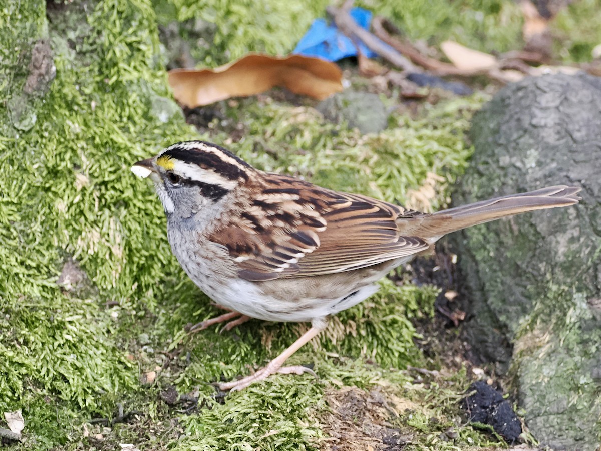 White-throated Sparrow - ML646156620