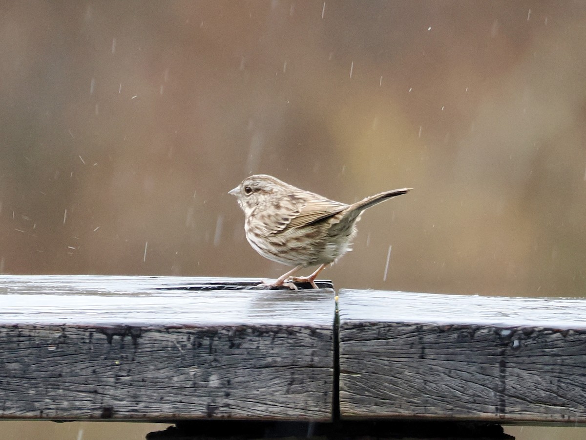 Song Sparrow - ML646156628