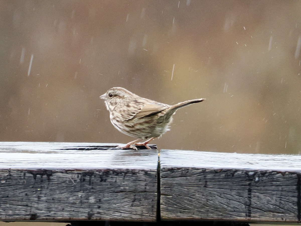 Song Sparrow - ML646156629