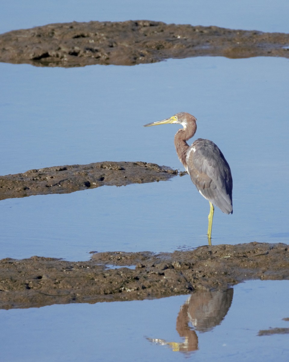 Tricolored Heron - ML646156632