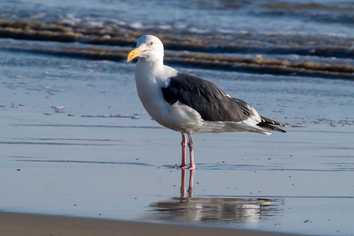 アメリカオオセグロカモメ - ML646156639