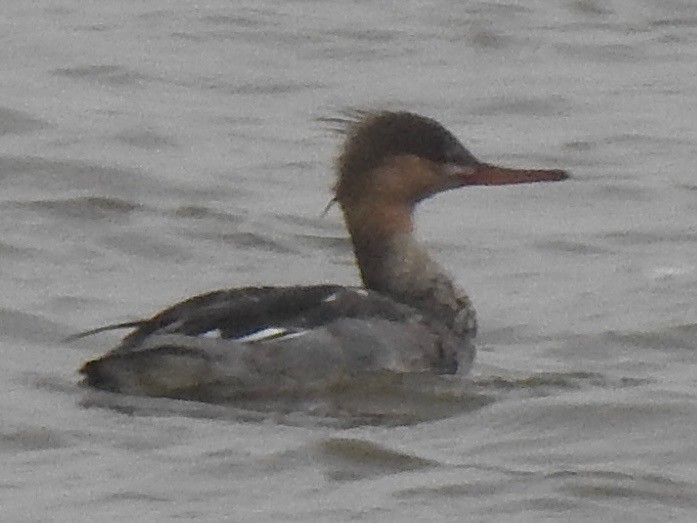 Red-breasted Merganser - ML646156640