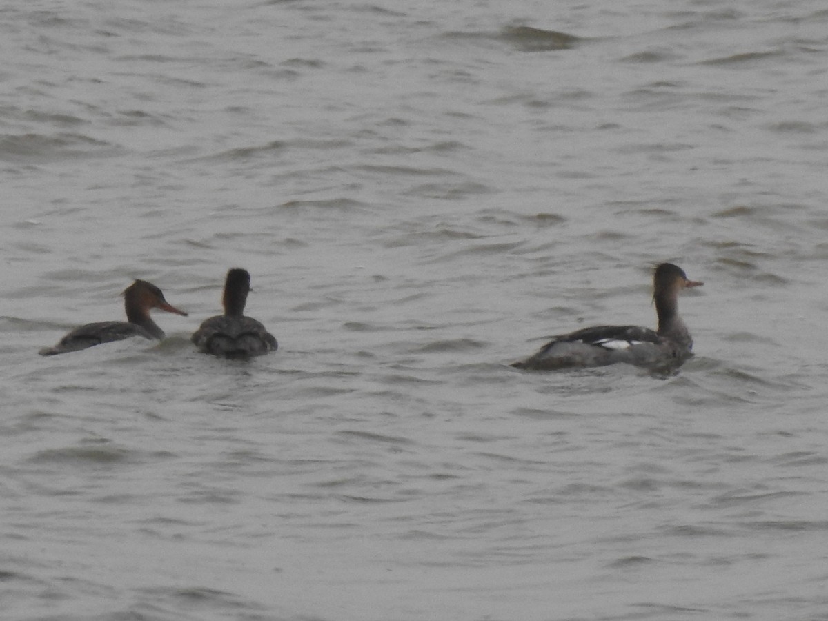 Red-breasted Merganser - ML646156642