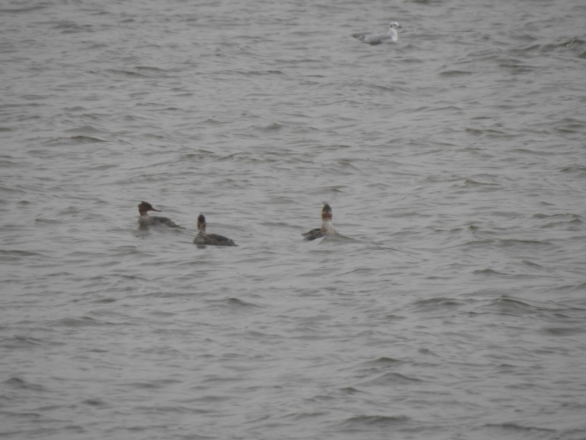 Red-breasted Merganser - ML646156643
