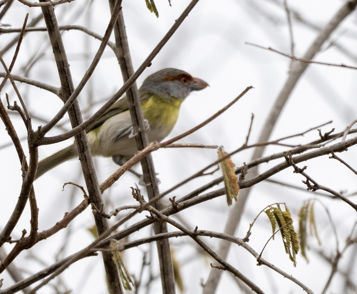 アカマユカラシモズ - ML646156644