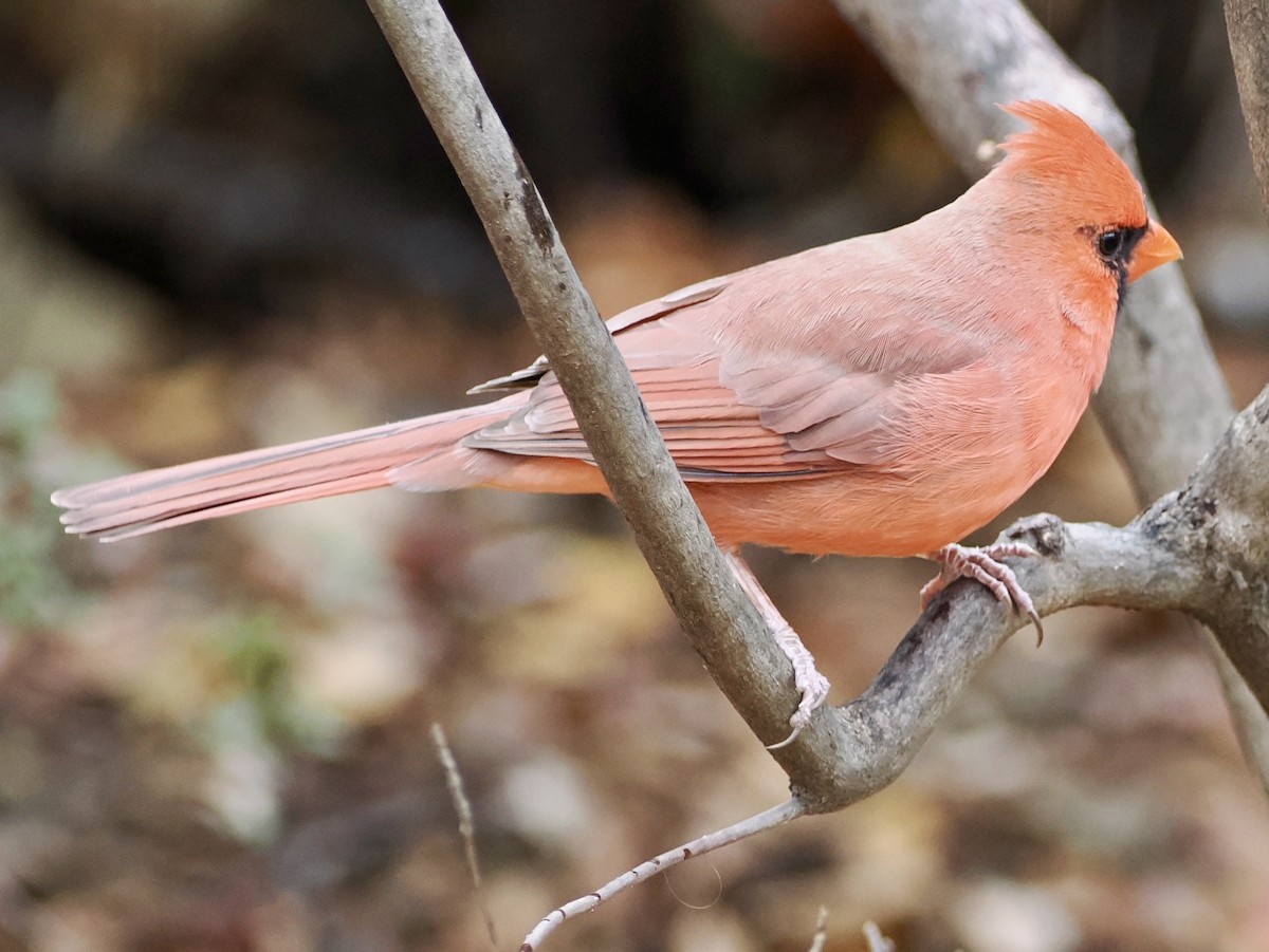Northern Cardinal - ML646156655
