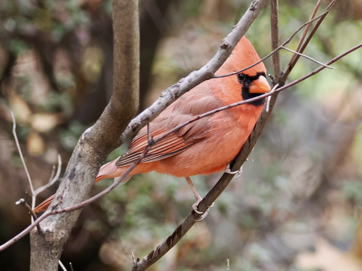 Northern Cardinal - ML646156656