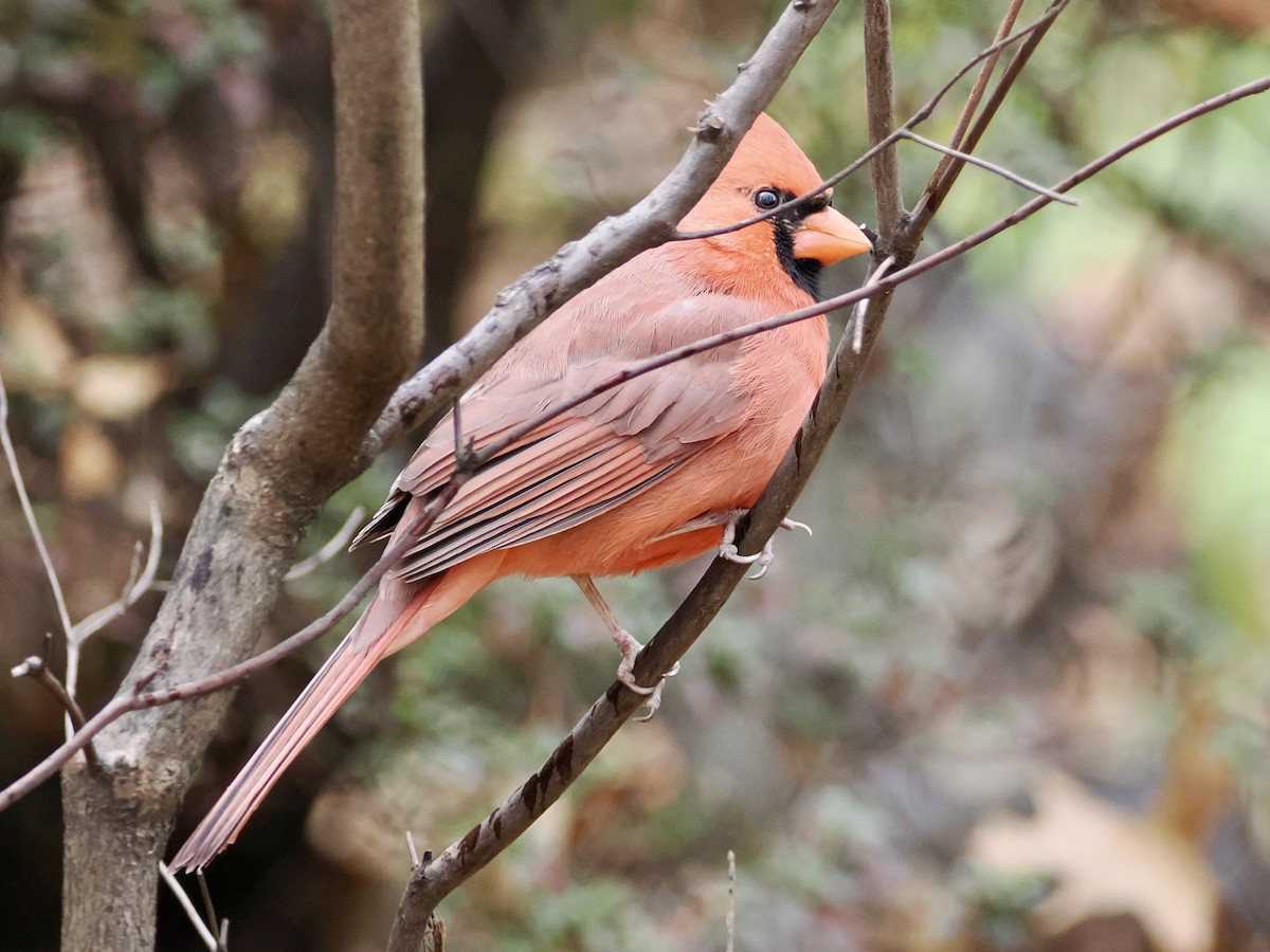 Northern Cardinal - ML646156657