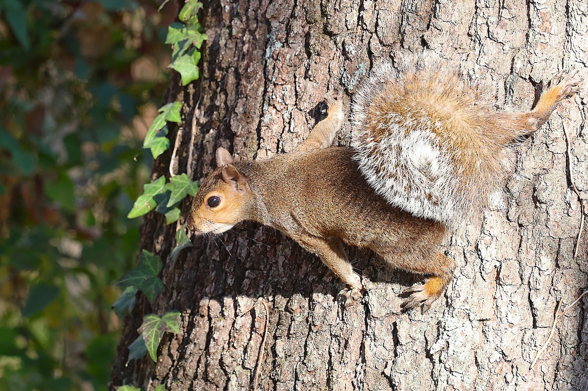 Mammals - ML646156659