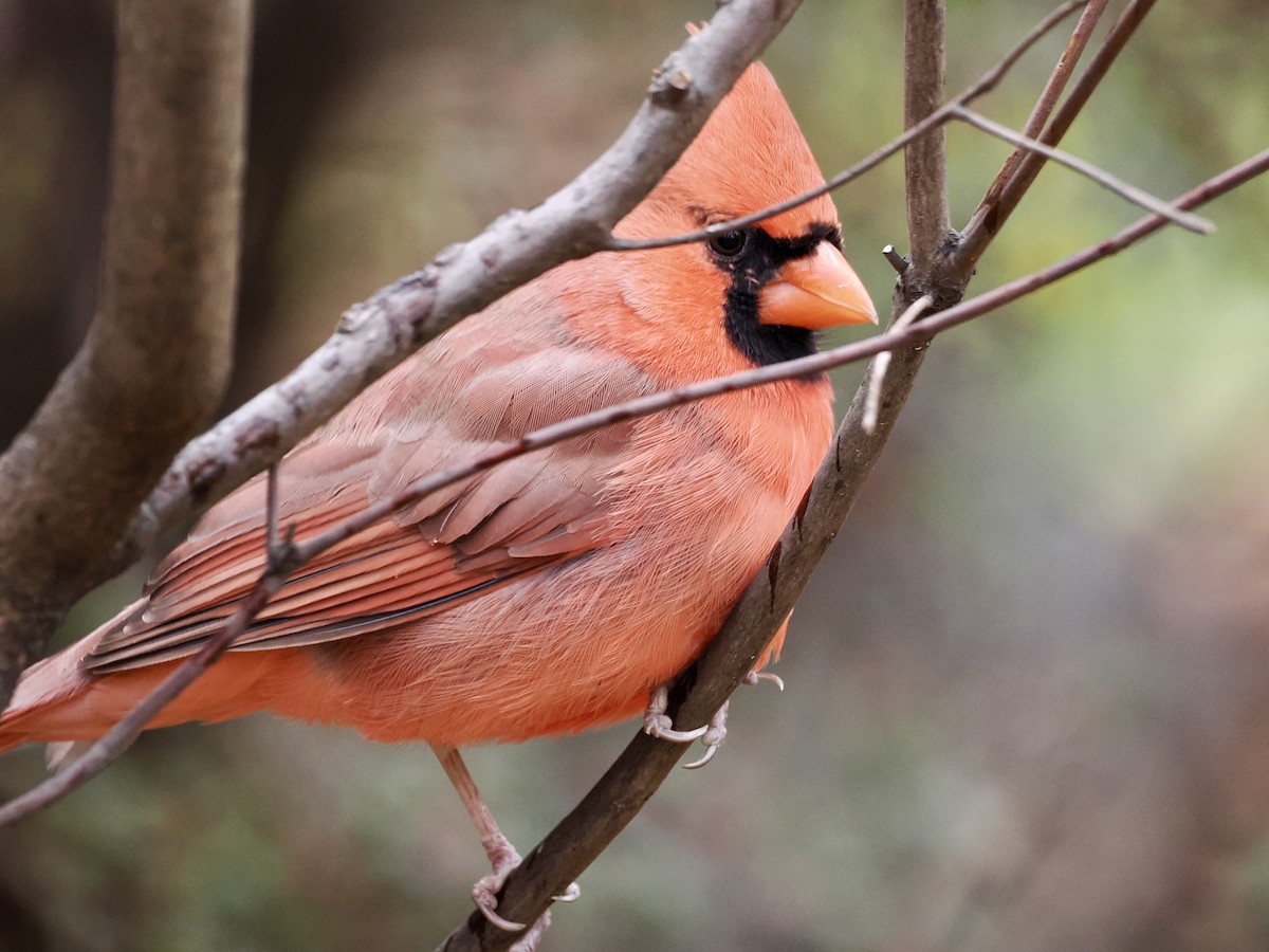 Northern Cardinal - ML646156660