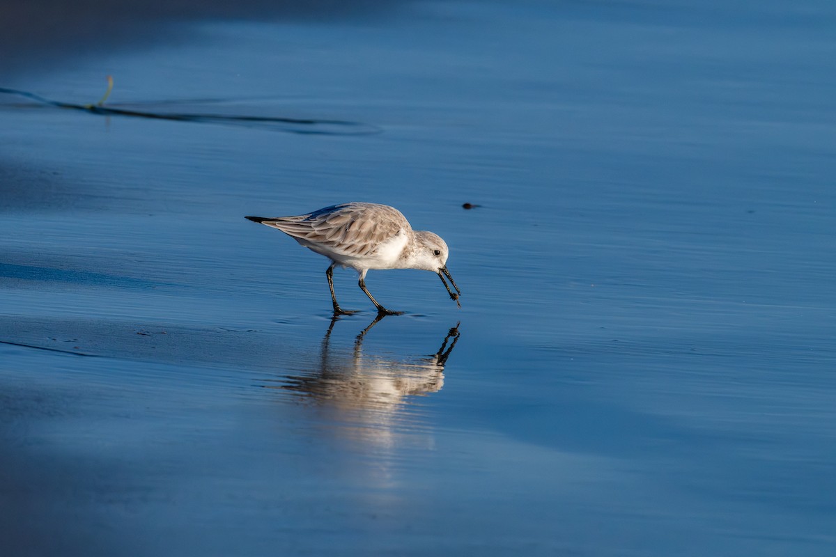 Sanderling - ML646156663