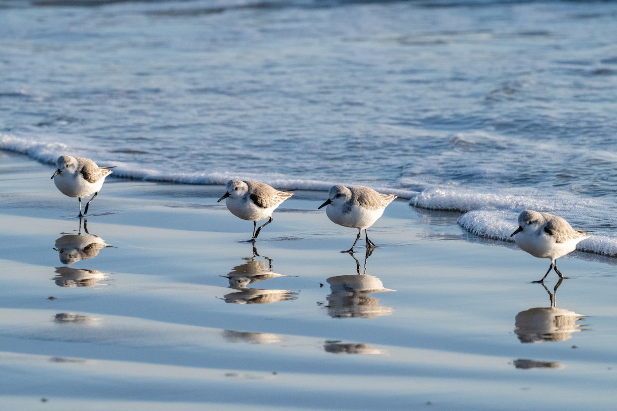 Sanderling - ML646156664