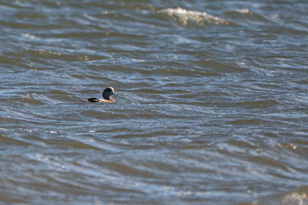 American Wigeon - ML646156665