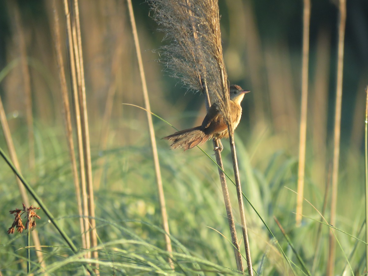 Freckle-breasted Thornbird - ML646156670