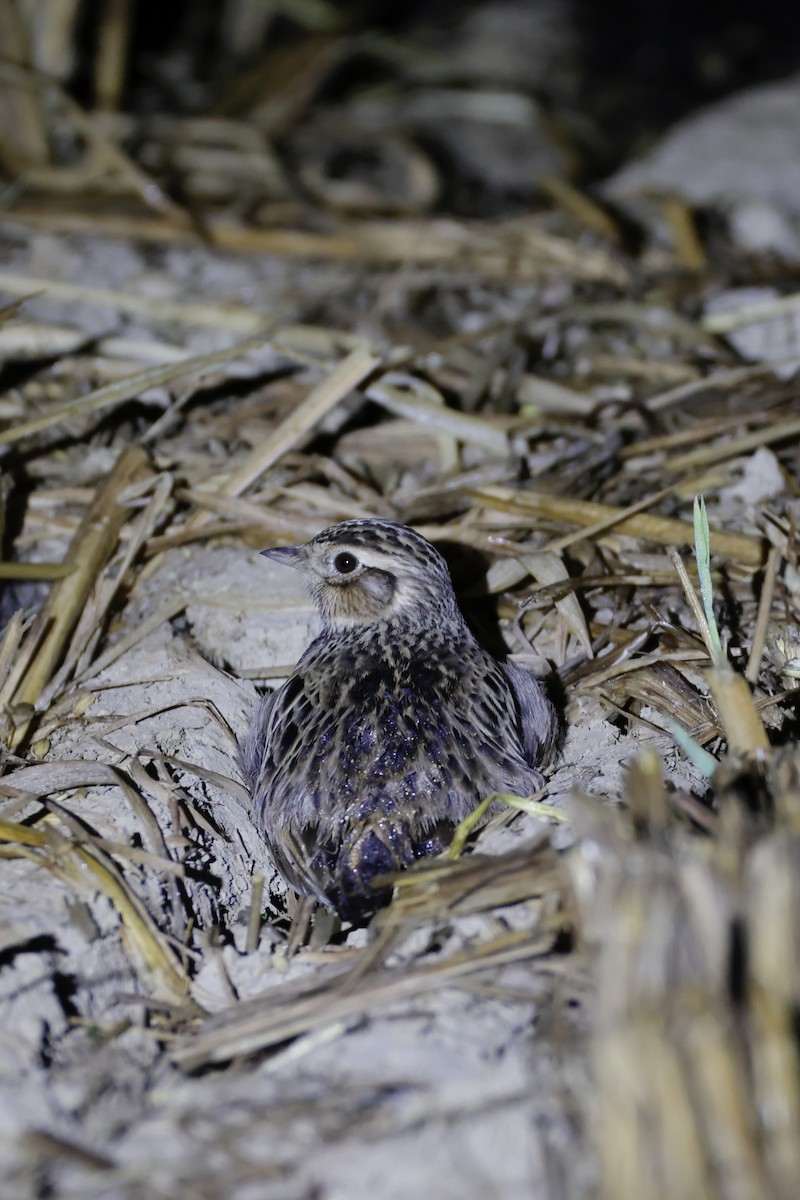 ヒバリ - ML646156674