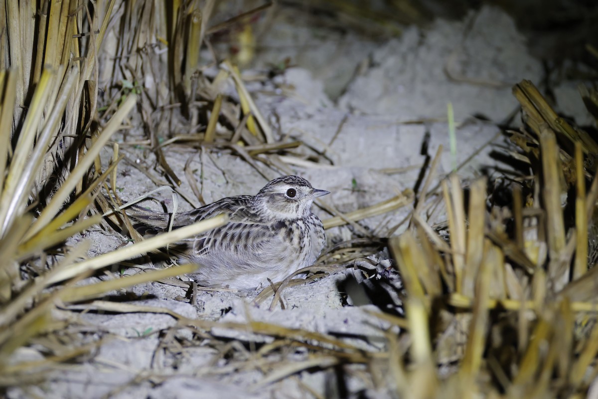 ヒバリ - ML646156675