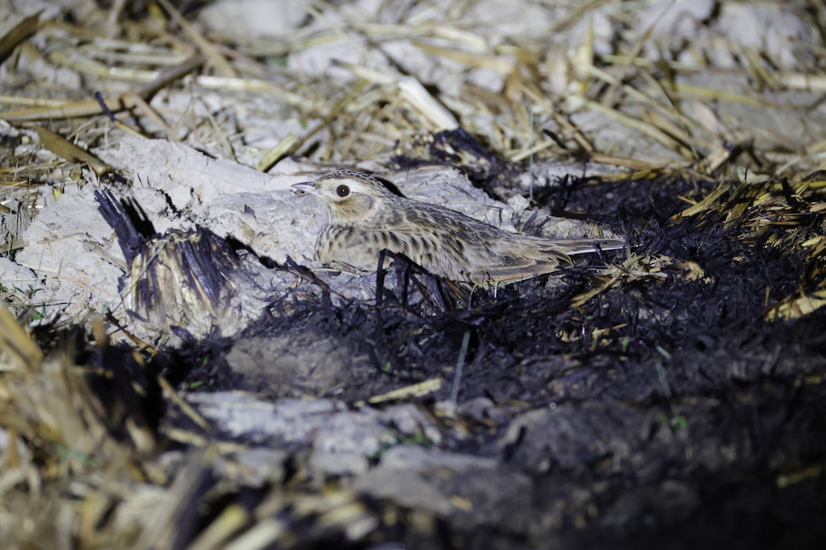 ヒバリ - ML646156676