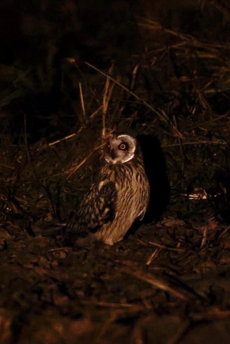 Short-eared Owl - ML646156677