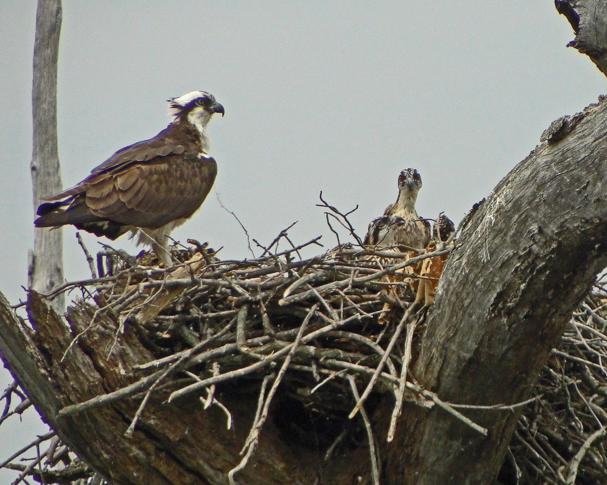 Osprey - ML646156691
