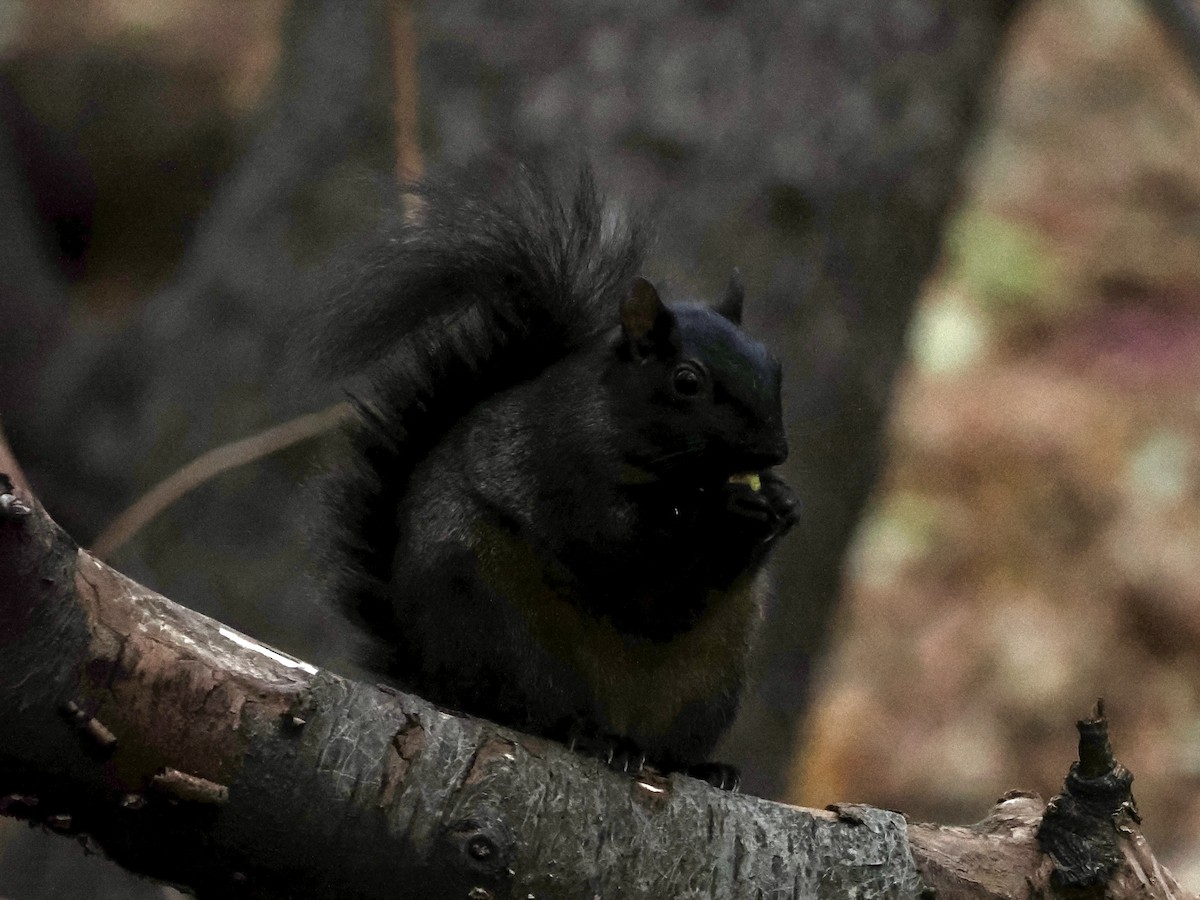 Animals - ML646156692