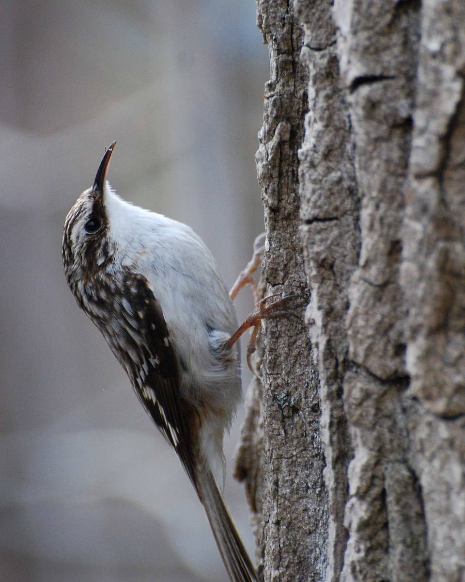 Brown Creeper - ML646156699
