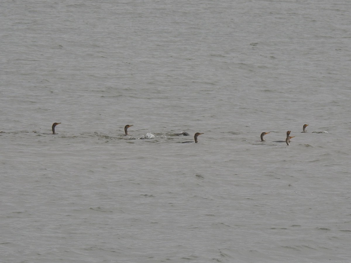 ミミヒメウ - ML646156708