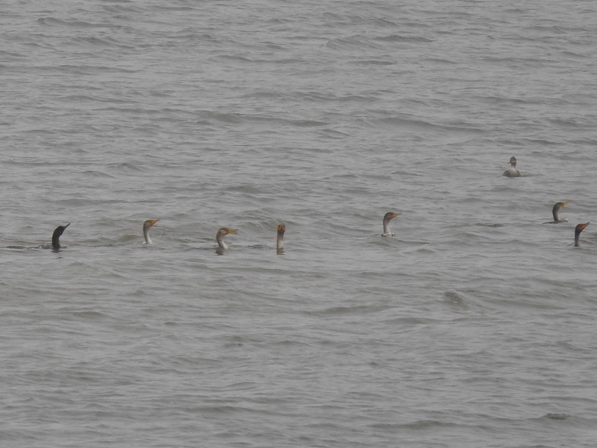 ミミヒメウ - ML646156709