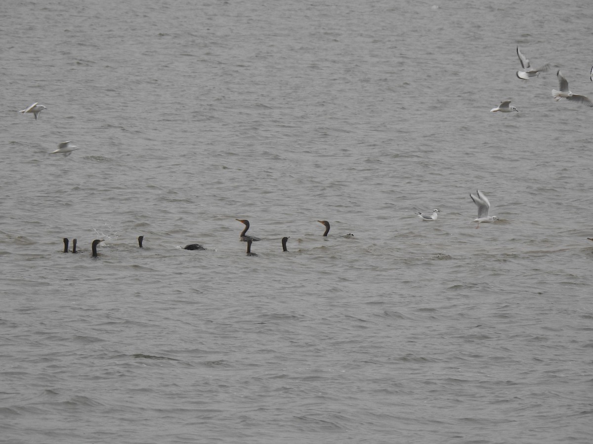 ミミヒメウ - ML646156710