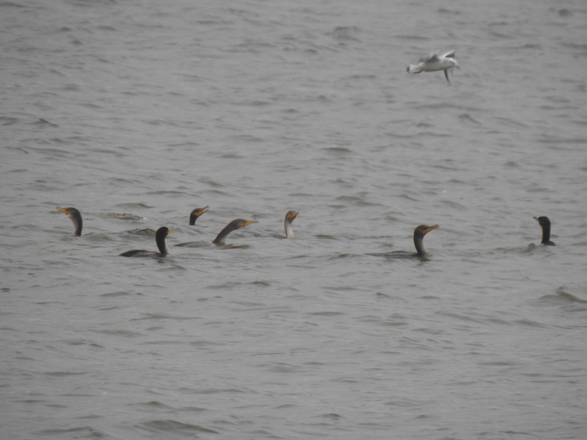 ミミヒメウ - ML646156711