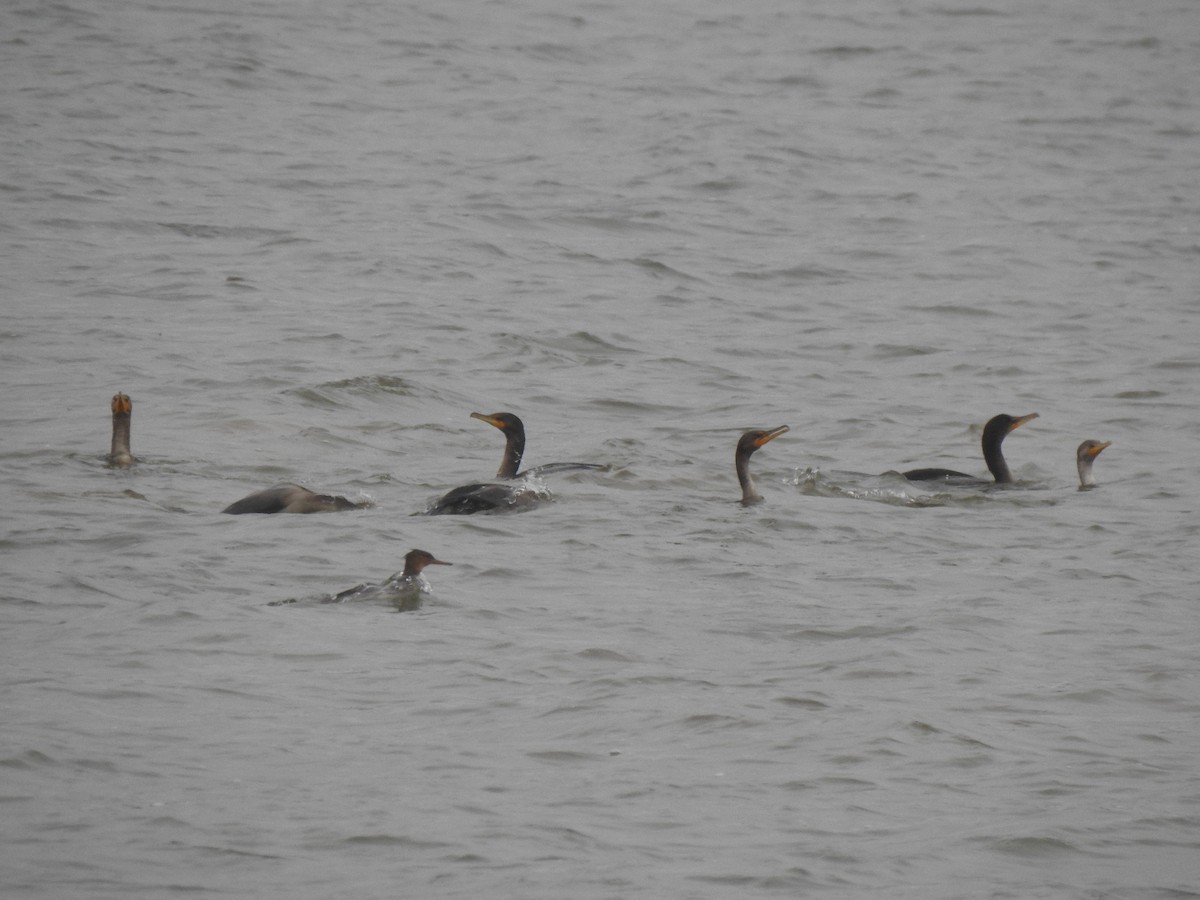 ミミヒメウ - ML646156712