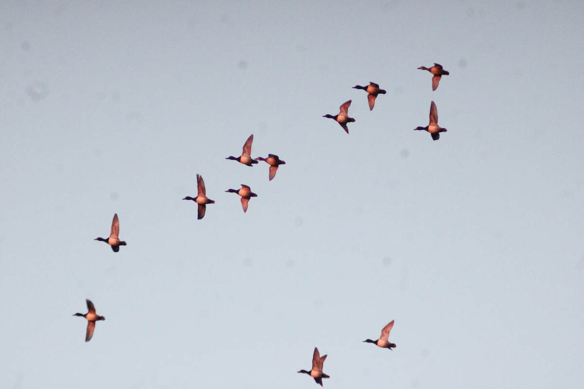 Murgilari txikia - ML646156733