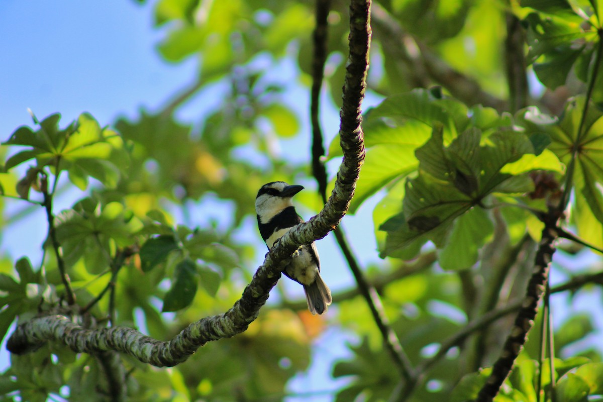 White-necked Puffbird - ML646156735