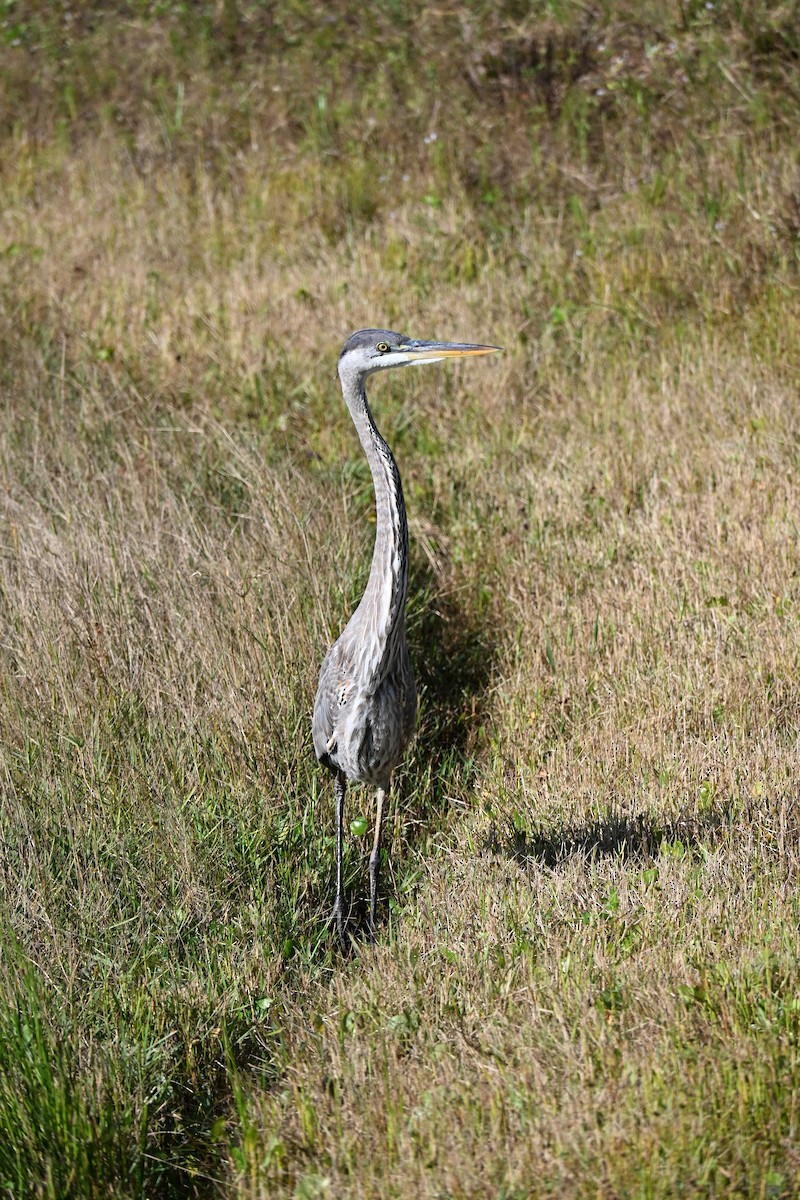 Koartza hauskara amerikarra - ML646156736