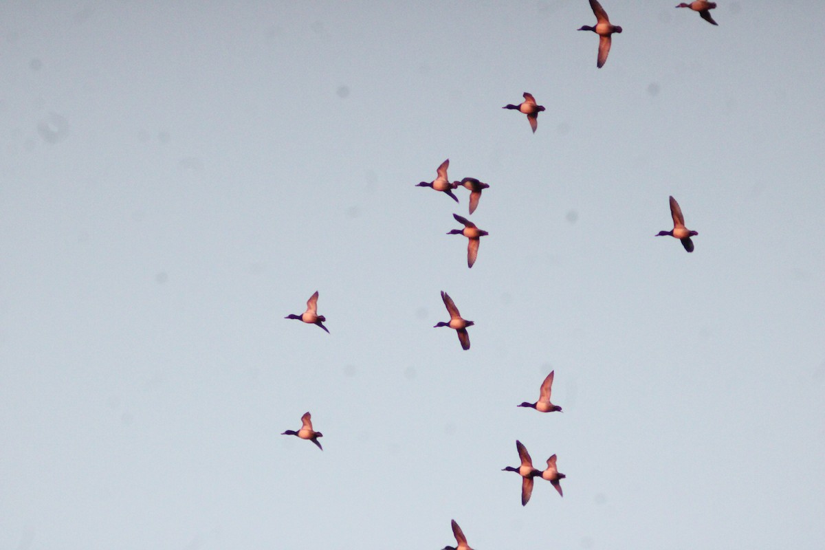 Murgilari txikia - ML646156739