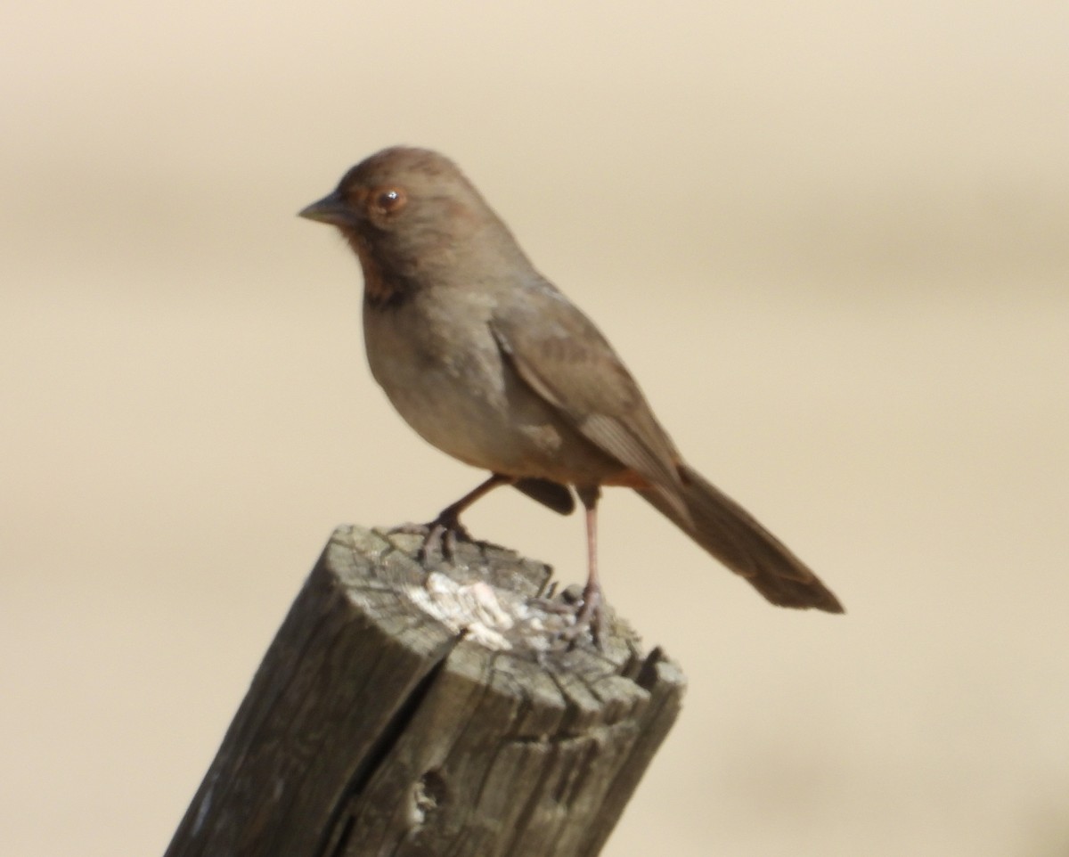 California Towhee - ML646156744