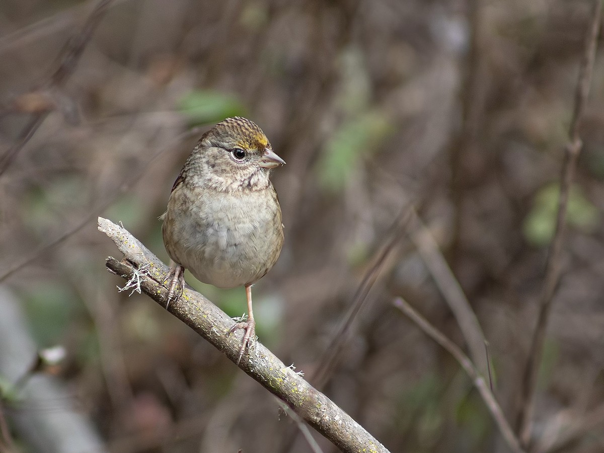 Golden-crowned Sparrow - ML646156745