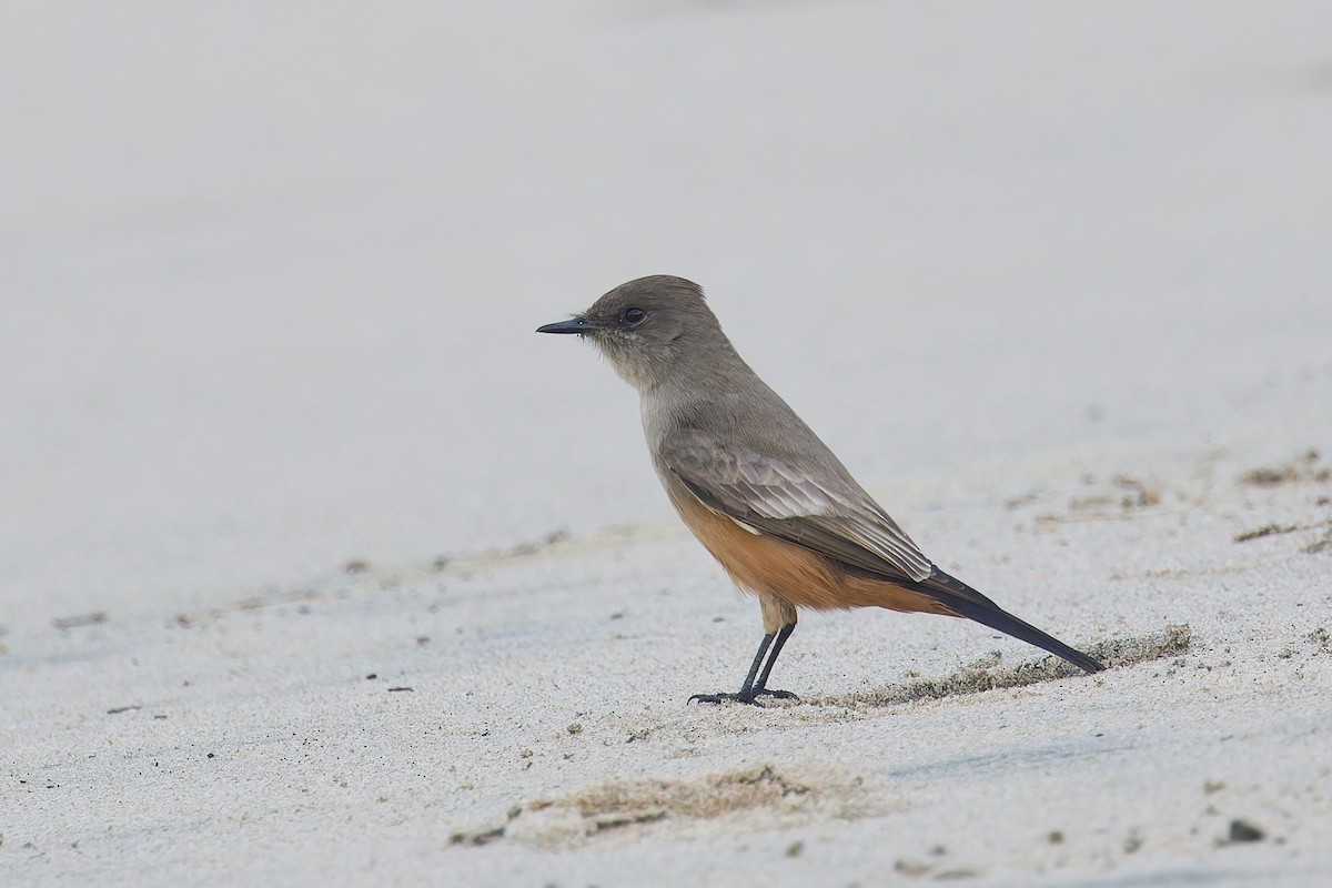 Say's Phoebe - ML646156747