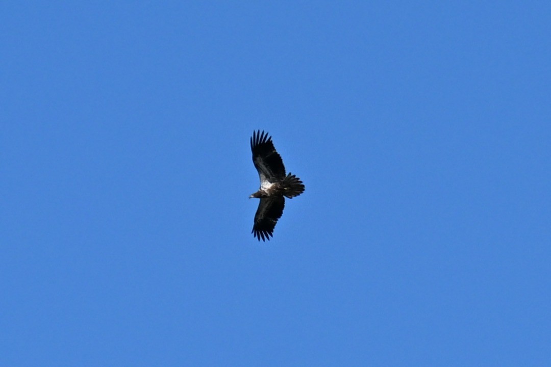 Itsas arrano buruzuria - ML646156748