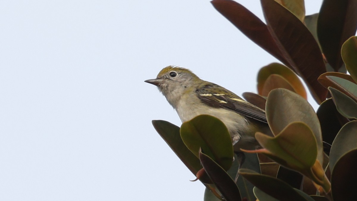 Chestnut-sided Warbler - ML646156749