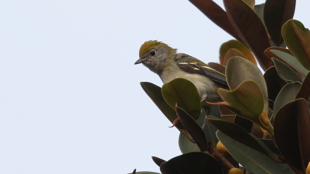 Chestnut-sided Warbler - ML646156750