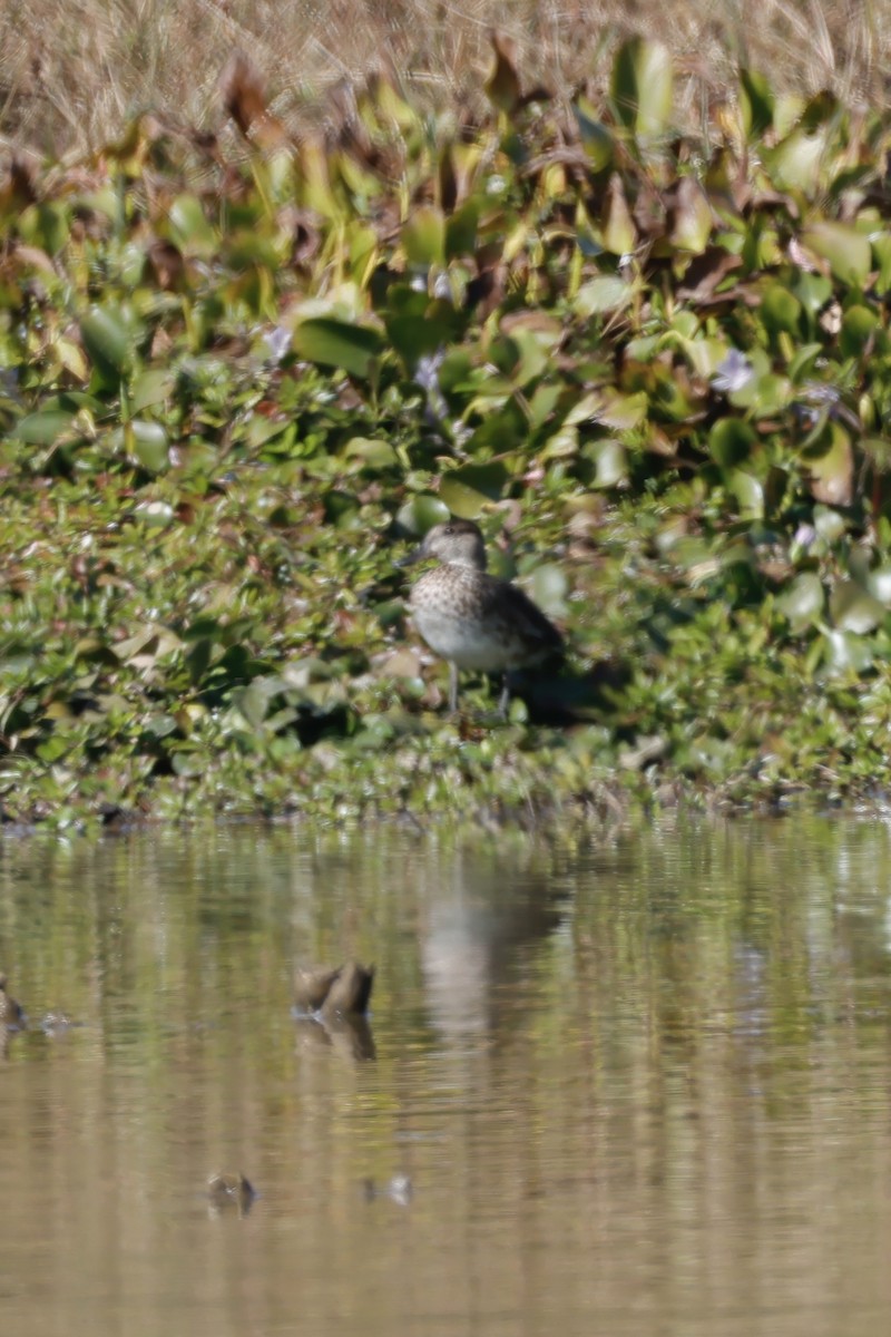 Zertzeta arrunta - ML646156751