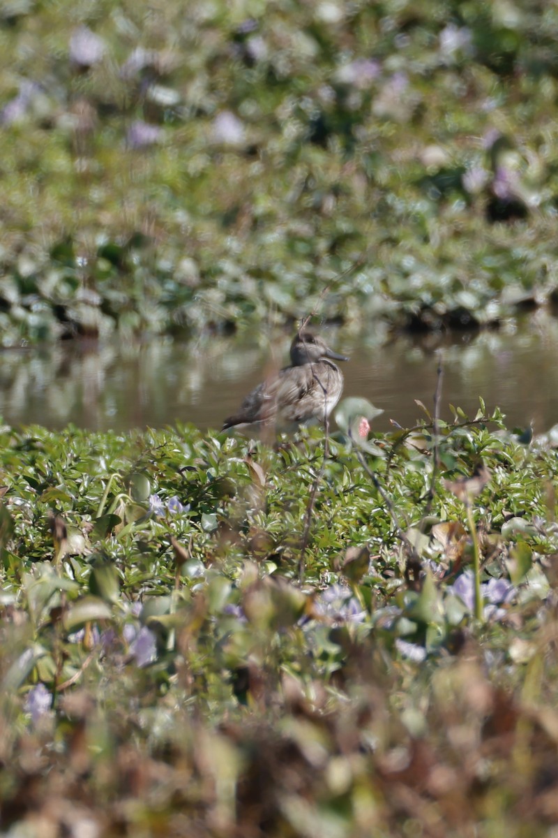 Zertzeta arrunta - ML646156752