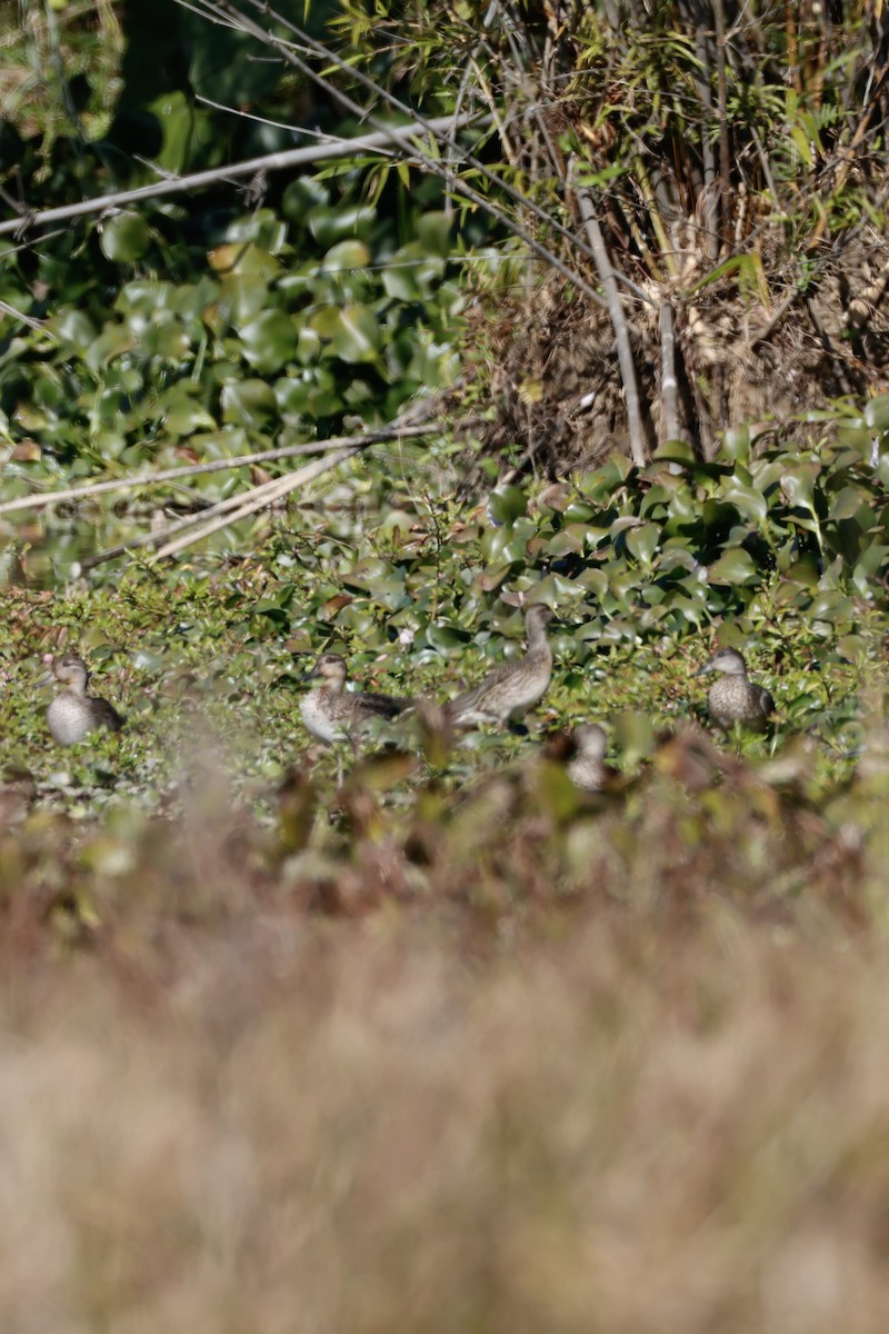 Zertzeta arrunta - ML646156753