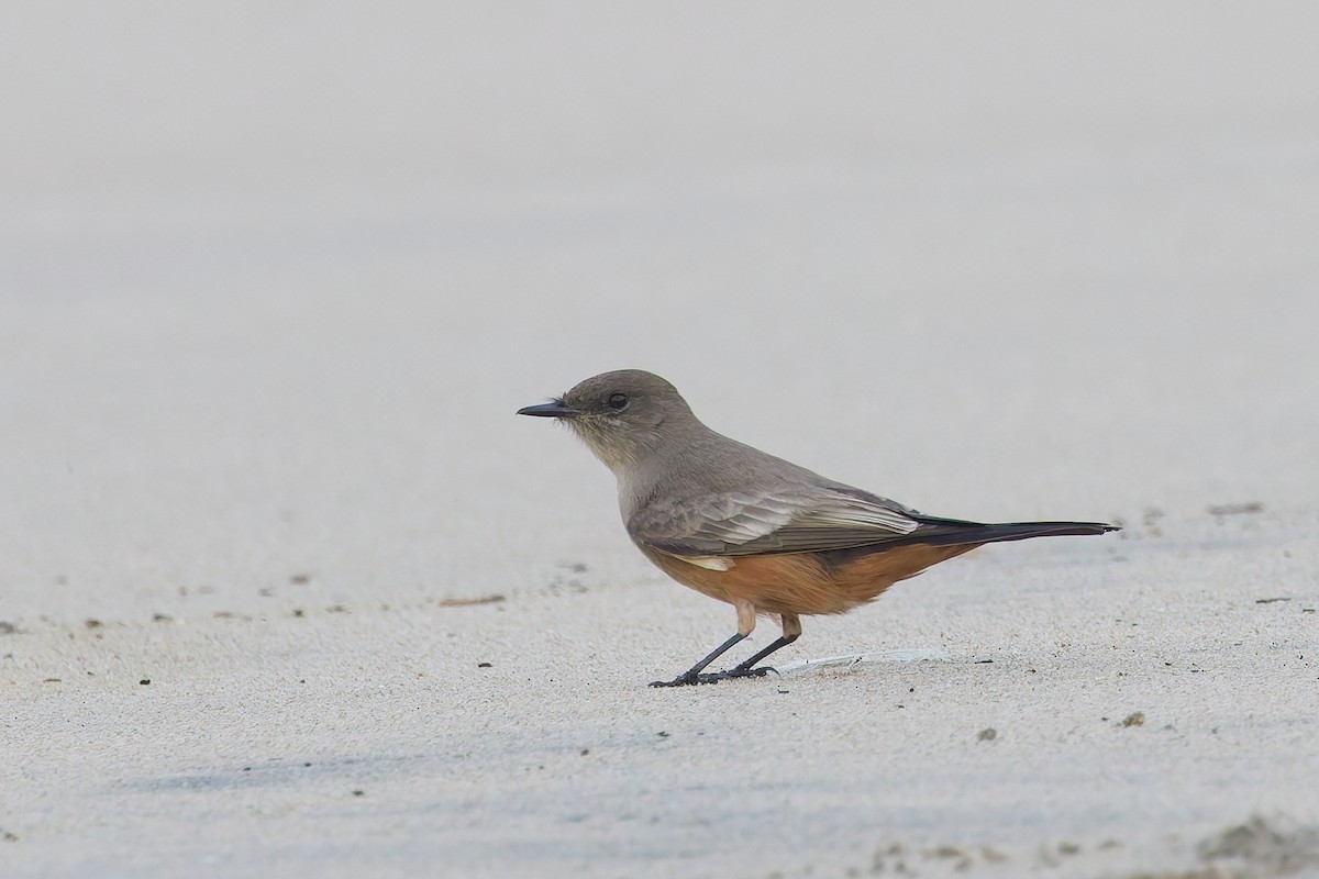 Say's Phoebe - ML646156755