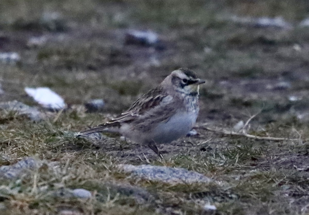 Hegatxabal adarduna - ML646156756