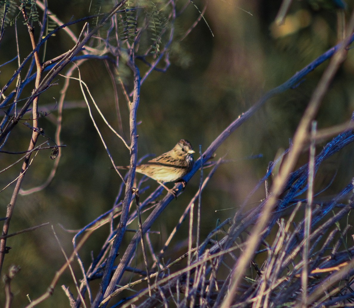 Lincoln's Sparrow - ML646156757