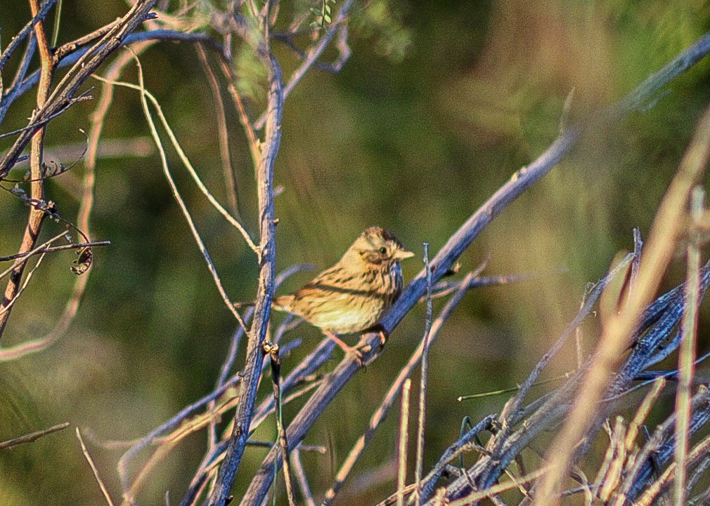 Lincoln's Sparrow - ML646156758