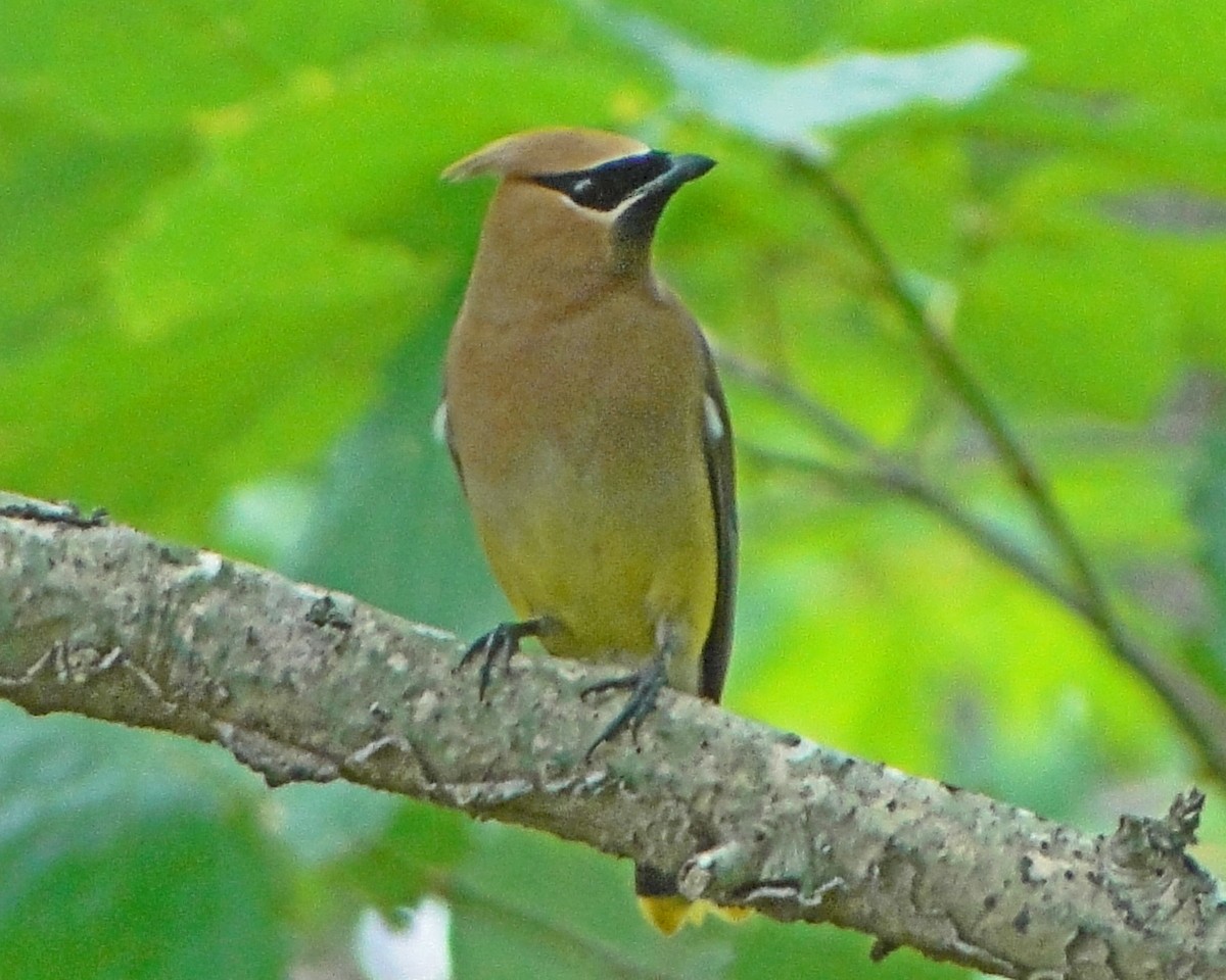 Cedar Waxwing - ML646156759