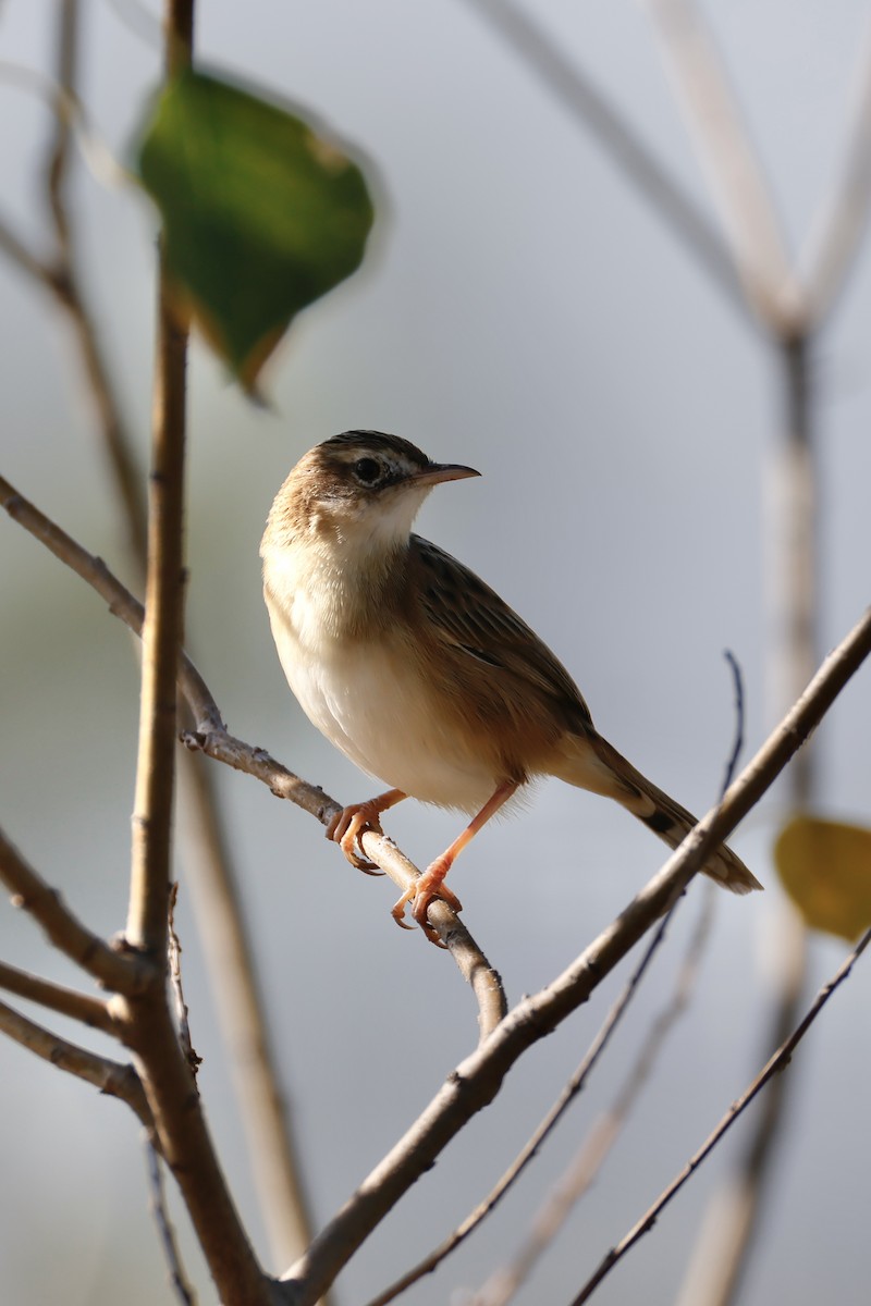 Ihi-txoria - ML646156760