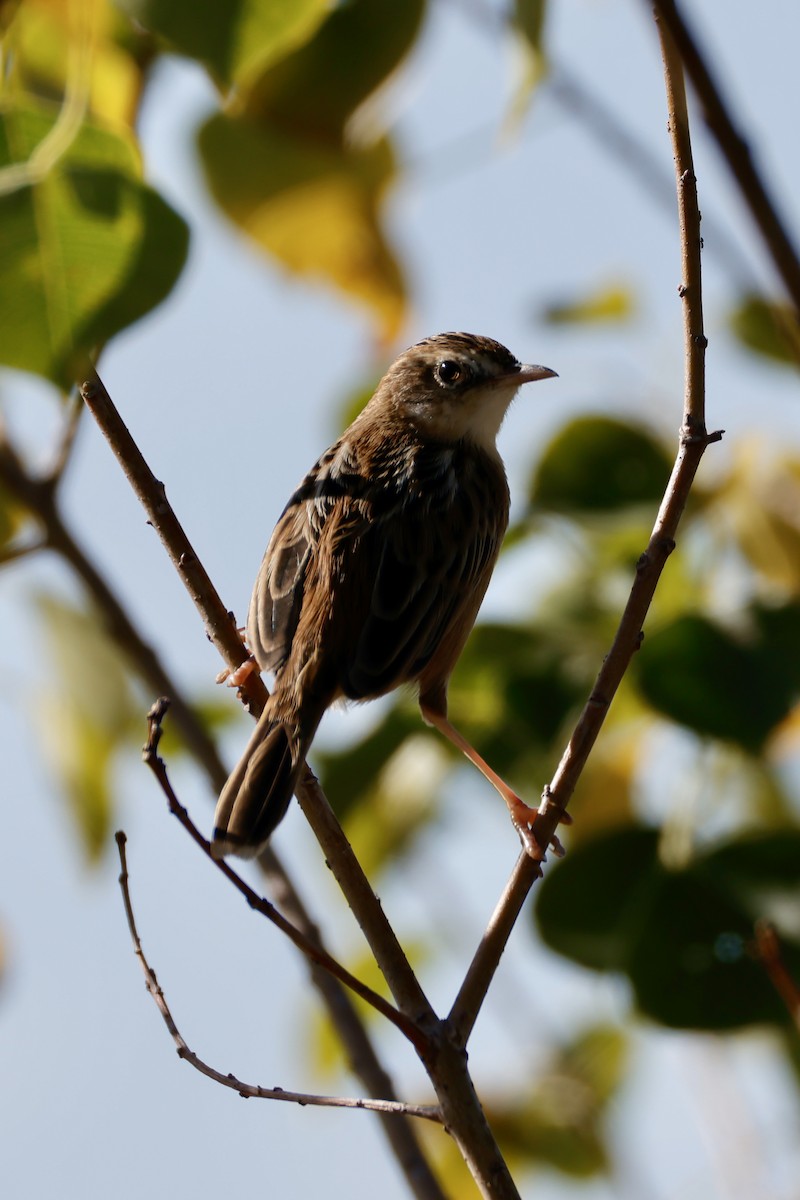 Ihi-txoria - ML646156761